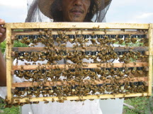 Pollinator research at Sara's Honeybee - Elected as National and Luzon Chapter President for the Beekeeper's Network Philippines Foundation (BEENET) 2004